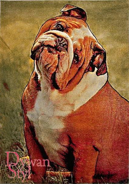 Dywan
Koloreo Buldog siedzący (5785)